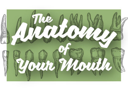 Highlands Ranch dentist, Dr. Taylor Twiss at Twiss Dental shares all about the anatomy of your mouth and how it works together for your benefit.