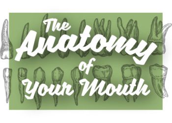 Highlands Ranch dentist, Dr. Taylor Twiss at Twiss Dental shares all about the anatomy of your mouth and how it works together for your benefit.
